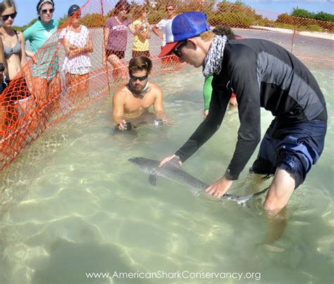 Bimini Shark Lab A Trip To A Shark Nerds Paradise