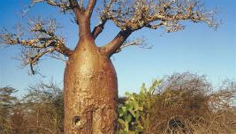 The Adaptations Of The Baobab Tree Ehow Uk