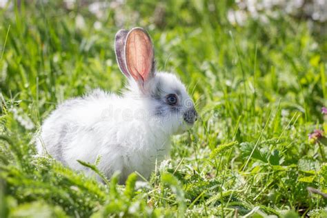 Little White Fluffy Rabbit On Green Grass Wild Hare On A Green Meadow