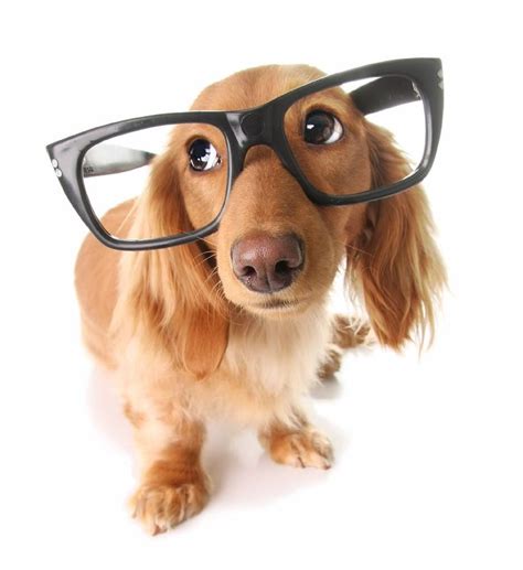 Four Eyes Smart Dog Dog With Glasses Dog Facts