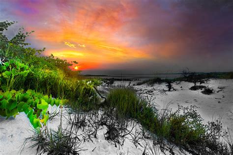 Red Sunset Through Green Vine Landscape Selective Color By
