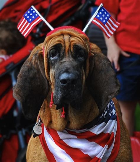 The Most Patriotic Pups Youve Ever Seen Happy 4th Of July