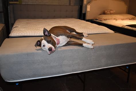 8 Dog Bed Mattress Extender Kit Elevated Dog Bed Etsy