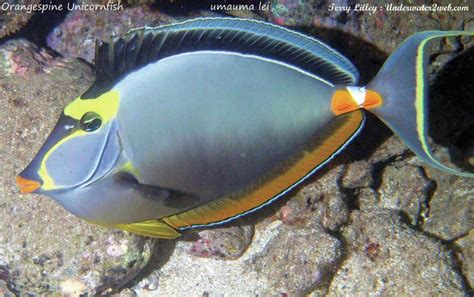 Meet Umauma Lei The Orangespine Unicornfish The Garden Island