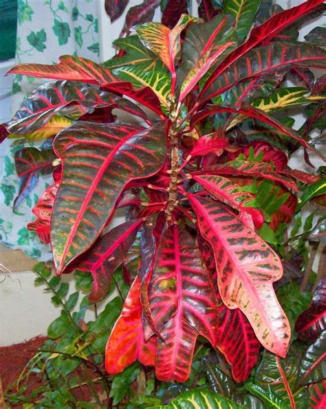 Red Plants Leafed Mbi Garden Plant