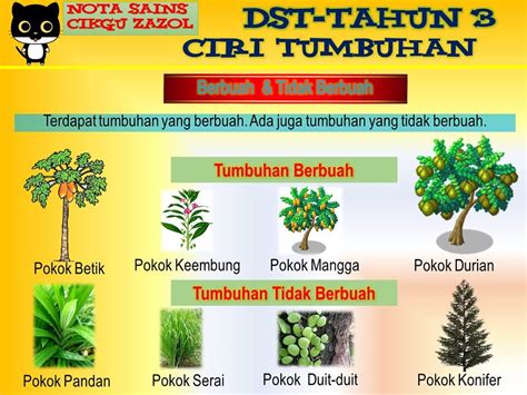 Tumbuhan ini memiliki kebiasaan unik, yakni bunganya monokotil: Nota Dunia Sains Tahun 3 Ciri-ciri Tumbuhan - Cikgu Zazol