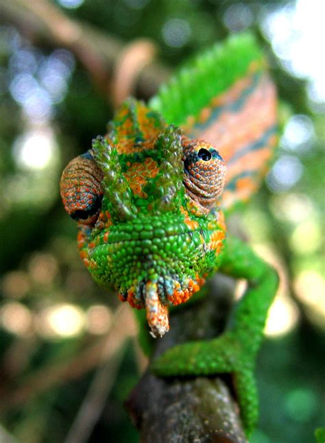 How Do Chameleons And Other Creatures Change Colour