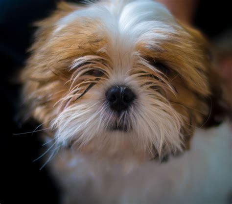 Shih Tzu Dog Breed Information Pictures Characteristics