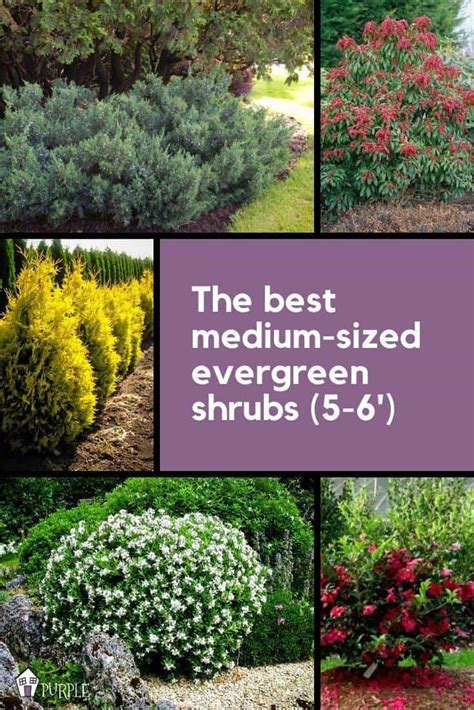 Evergreen Shrubs For Shade Zone 6