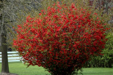 I know it looks an awful lot like an apple but take my word for it, it is a quince. Chaenomeles Texas Scarlet Flowering Quince - Hess ...