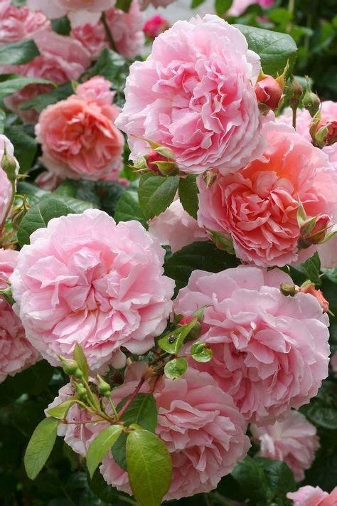 Идеи на тему Garden rose 130 розы цветы вьющиеся розы