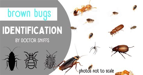12 Examples Of Brown Bugs In A House An Identification Guide