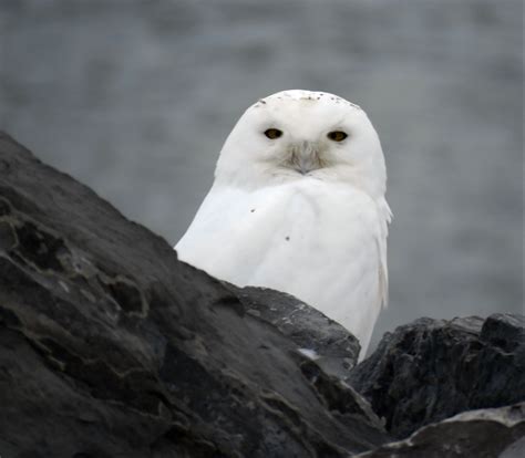 Snowy Owl Search At Buffalo Outer Harbor State Park December 14 2019