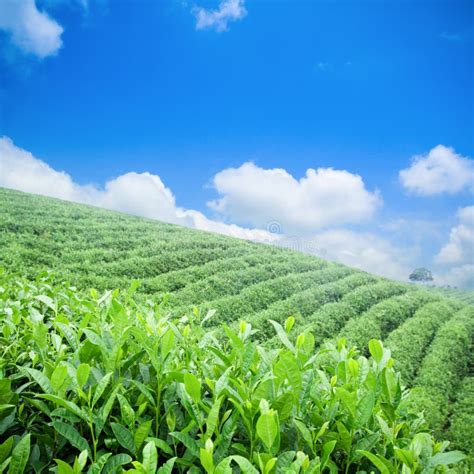 Green Tea Plantation Stock Photo Image Of Cultivation 20081376