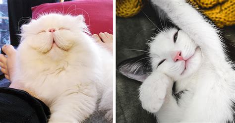 Post The Happiest Cats Who Show The Best Smiles Bored Panda