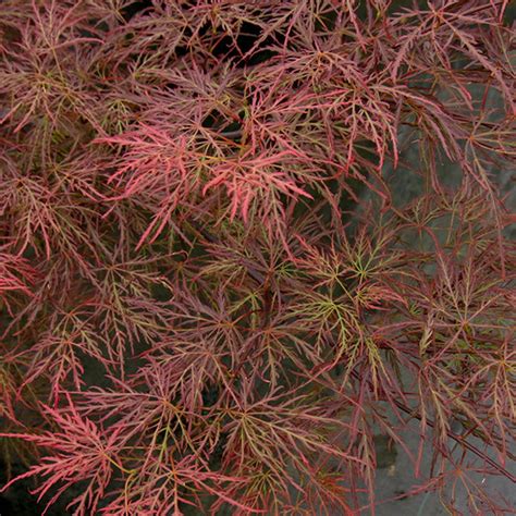 Acer Palmatum Pink Lace Japanese Maple Essence Of The Tree