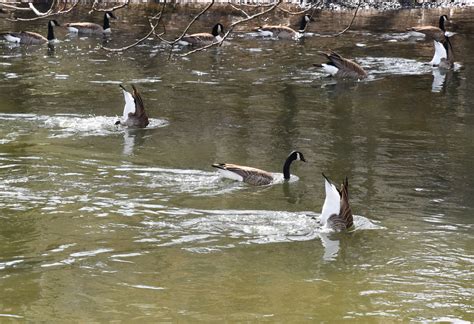 Spring Reminder To Respect And Protect Wildlife And Waterfowl In All