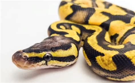 Pastel Ball Python Care Sheet Complete Husbandry Guide Everything