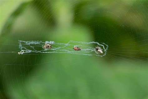 The Most Elaborate Spider Webs Ever Found In Nature Readers Digest