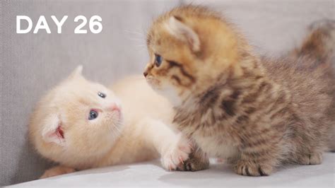 Super Cruel Baby Kitten Fight Day 26 Baby Kittens Day 1 To Day