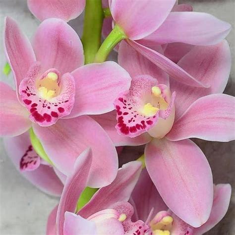 Light Pink Cymbidium Orchid Diy Wedding Flowers Flower Moxie