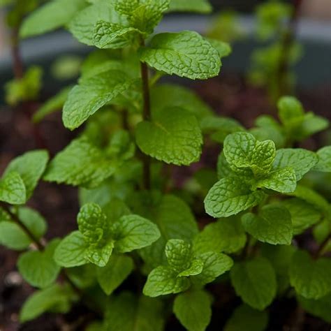 Check spelling or type a new query. Menthe : plantation, entretien et récolte | Le journal du ...