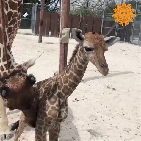 Baby Giraffe Takes First Steps At Miami Zoo A Giraffe Was Born At Zoo