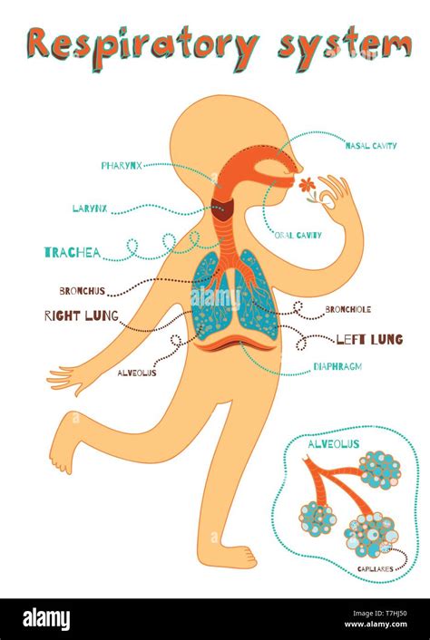 Human Respiratory System For Kids Vector Color Cartoon Illustration