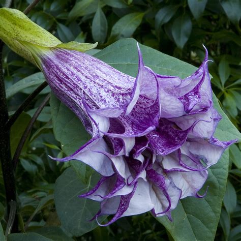 Also, this is only my opinion so don't get too upset about it if you disagree. Purple Horn-of-Plenty (Datura metel)