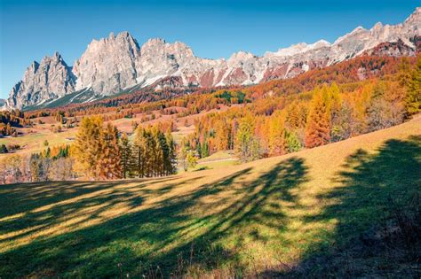 Great Sunny View Of Dolomite Alps With Larch Forest Colorful Autumn