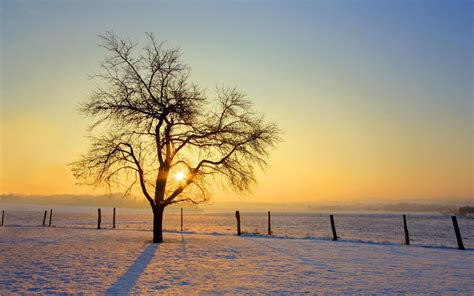 Photography Landscape Nature Trees Sunrise Winter Snow Field