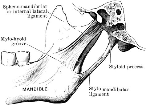 Ligament Of The Temporo Maxillary Joint Clipart Etc