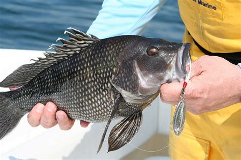 This Sea Bass Couldnt Resist A Point Jude Butterfish The Fish In This Photo Is A Female Which