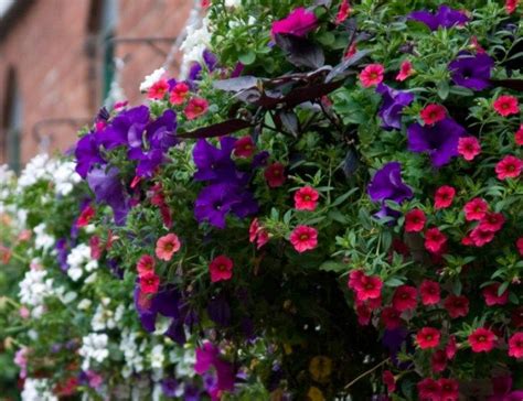 Planting Hanging Baskets 5 Perfect Annuals For Gorgeous Baskets
