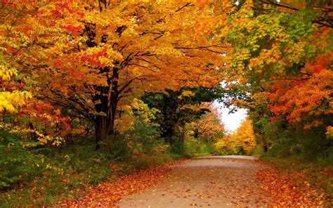 Seasons Autumn Trees Foliage Nature Hd Desktop Wallpaper Widescreen