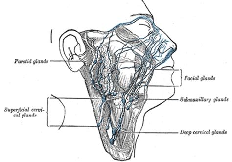 The parotid gland locates anterior to the outer ear, the submandibular gland is located below the oral. The Lymphatics of the Head, Face, and Neck - Human Anatomy