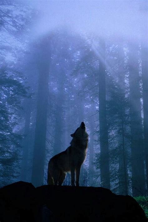 Fog Howl Wolf Howling Spirit Animal Animals Wild