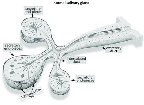 Schematic View Of The Normal Salivary Gland Structure Showing The