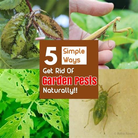 Safe And Effective Ways Of Natural Pest Control With Images Natural