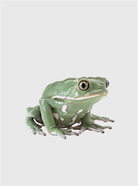 Aesthetic Frog Transparent Background Goimages World