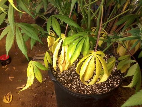 How To Fix Yellow Leaves On Pot Plants