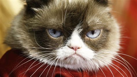 Grumpy Cat The Arizona Meme Sensation Is Dead At 7