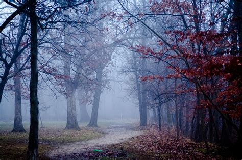 Dark Forest Photograph By Bogdan Grymek