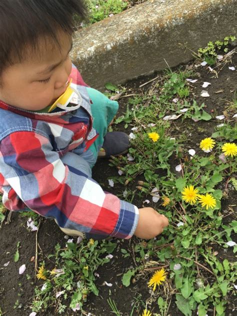 お花をつんでいるところです。1歳前半 【赤ちゃんフォト】