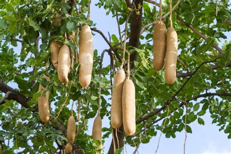 Kigelia Africana Sausage Tree With Ripening Fruits Stock Image Image