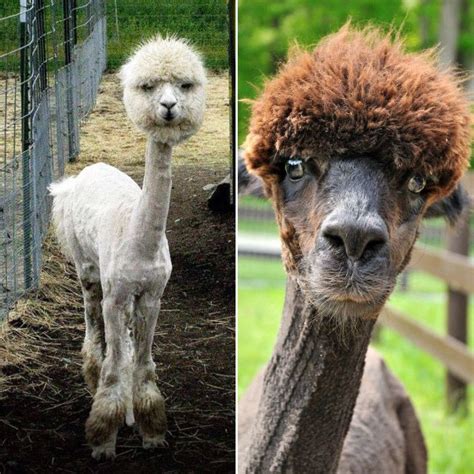 Shaved Alpacas For Your Viewing Pleasure Shaved Alpaca Funny Animal