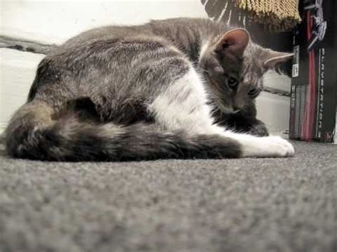 If your cat is having more than 30 minutes of strong contractions without any progress, take it and any kittens to. MY CAT GIVING BIRTH. - YouTube