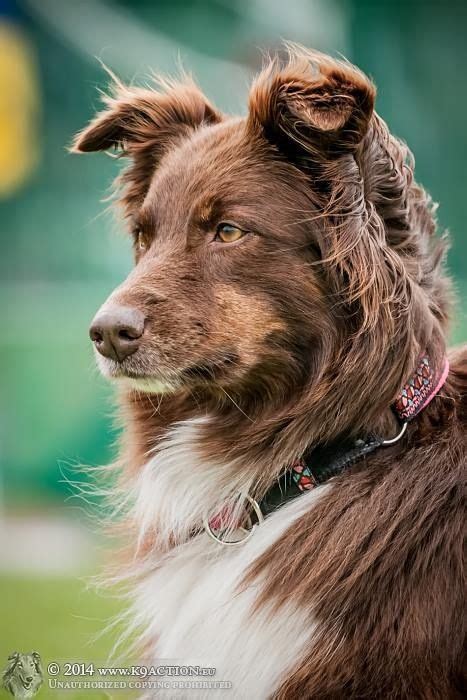 The Border Collie Is A Working And Herding Dog Breed Developed In The