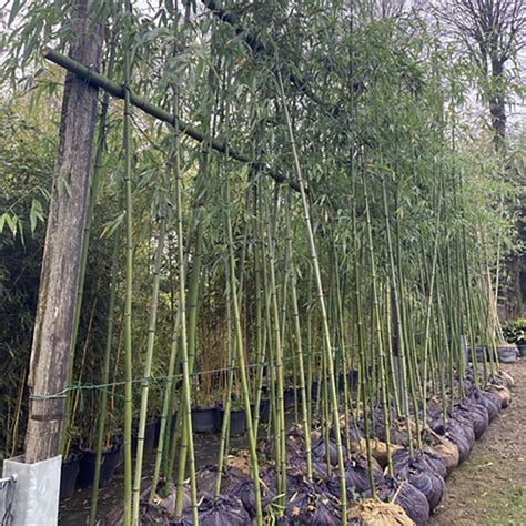 Phyllostachys Bambusoides Giant Timber Bamboo Acquista Online Su