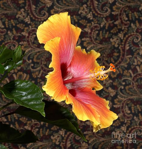 Tangerine Hibiscus Photograph By Phil Mccollum Fine Art America